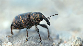 Wallpaper K&auml;fer R�sselk�fer