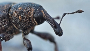 Wallpaper K&auml;fer R�sselk�fer