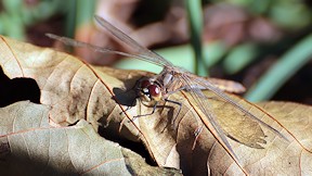 Wallpaper Sumpf-Heidelibelle im Spreewald