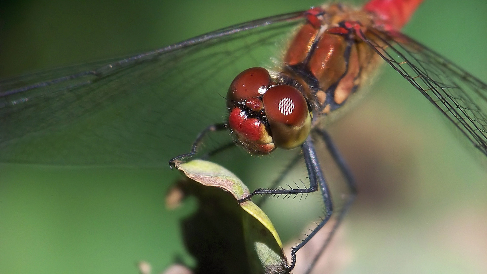 Sympetrum sanguineum