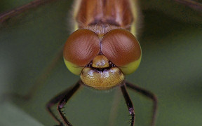 Wallpaper Gro&szlig;e Heidelibelle Troisdorf