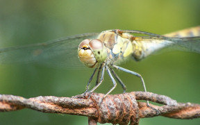 Wallpaper Gro&szlig;e Heidelibelle Troisdorf