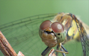 Wallpaper Gro&szlig;e Heidelibelle Troisdorf