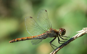 Wallpaper Gro&szlig;e Heidelibelle Troisdorf