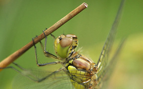Wallpaper Gro&szlig;e Heidelibelle Lohmar