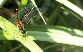 Blutrote Heidelibelle (Sympetrum sanguineum), Lohmar, 11.07.2010, Kodak Z812 IS Wallpaper Blutrote Heidelibelle Lohmar Obeliskstellung