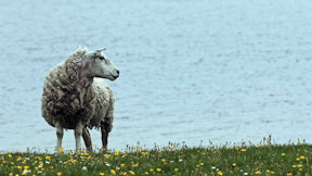 Wallpaper Schaf Shetland