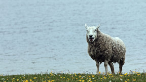 Wallpaper Schaf Shetland