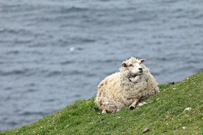 Wallpaper Schaf Shetland