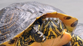 Wallpaper Schildkr�ten