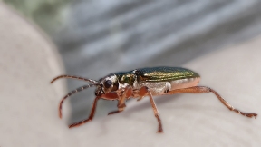 Wallpaper Schilfk&auml;fer