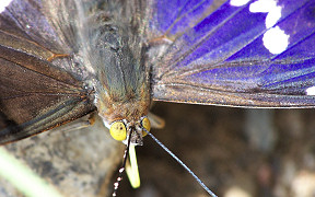 Wallpaper Gro&szlig;er Schillerfalter