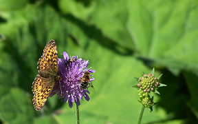 Wallpaper Schmetterling