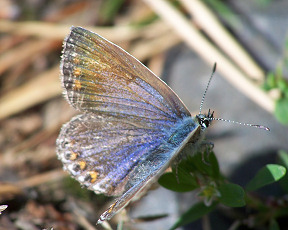 Wallpaper Photo Schmetterling