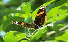 Wallpaper Schmetterling Admiral (Vanessa atalanta)