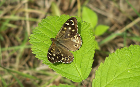 Wallpaper Schmetterling