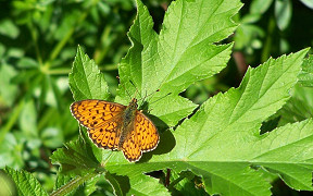 Wallpaper Schmetterling