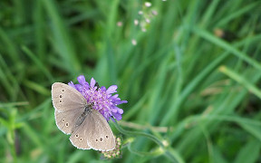 Wallpaper Schmetterling