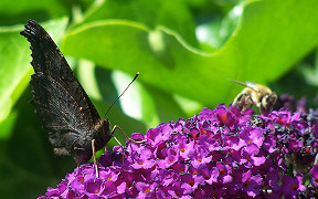 Wallpaper Schmetterling