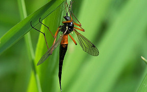 Wallpaper Holzschnake Schnake