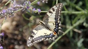 Wallpaper Schwalbenschwanz