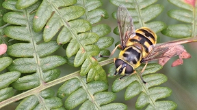 Wallpaper Schwebfliege