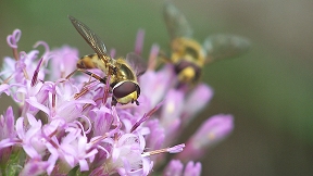 Wallpaper Schwebfliege