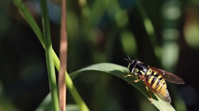 Wallpaper Schwebfliege