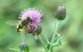 Wallpaper Helle Sumpfschwebfliege