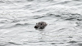 Wallpaper Seehund Shetland