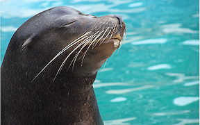 Wallpaper Seel�we Zoo K�ln 2009