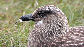 Wallpaper Skua Große Raubmöwe