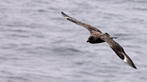 Wallpaper Skua Große Raubmöwe
