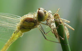 Große Heidelibelle (Sympetrum striolatum), Jungtier, Kodak Z740, 11.7.2009 Wallpaper Große Heidelibelle Troisdorf