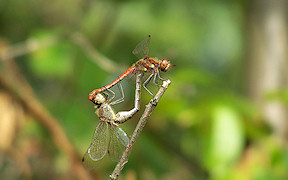 Wallpaper Gro&szlig;e Heidelibelle Troisdorf