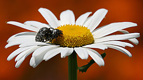 Wallpaper K&auml;fer Trauer-Rosenk�fer