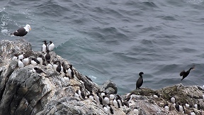 Wallpaper Trottellummen Krähenscharben Mantelmöwe Shetland
