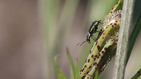 Wallpaper K&auml;fer