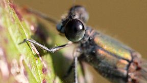 Wallpaper L. viridis im Portr�t