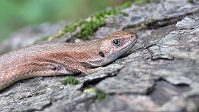 Wallpaper Krokodil Z�hne