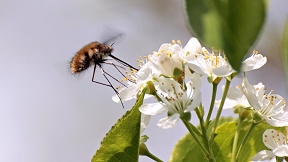 Wallpaper Wollschweber