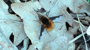 Wallpaper Großer Wollschweber