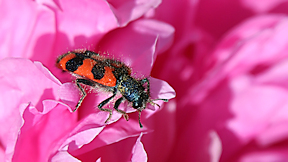 Wallpaper K&auml;fer Zottiger Bienenk�fer